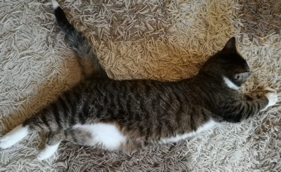 Harmaa kissa venyttelee maton päällä.