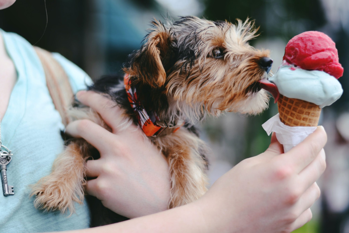 Kuvassa pieni koira on ihmisen sylissä ja nuolee ihmisen kädessä olevaa jäätelötötteröä.